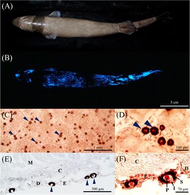 Photophore Distribution and Enzymatic Diversity Within the Photogenic Integument of the Cookie-Cutter Shark Isistius brasiliensis (Chondrichthyes: Dalatiidae)